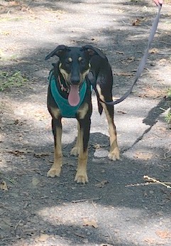 Enlarge Henry, a Adopted mixed breed in Paron, AR image 6/6