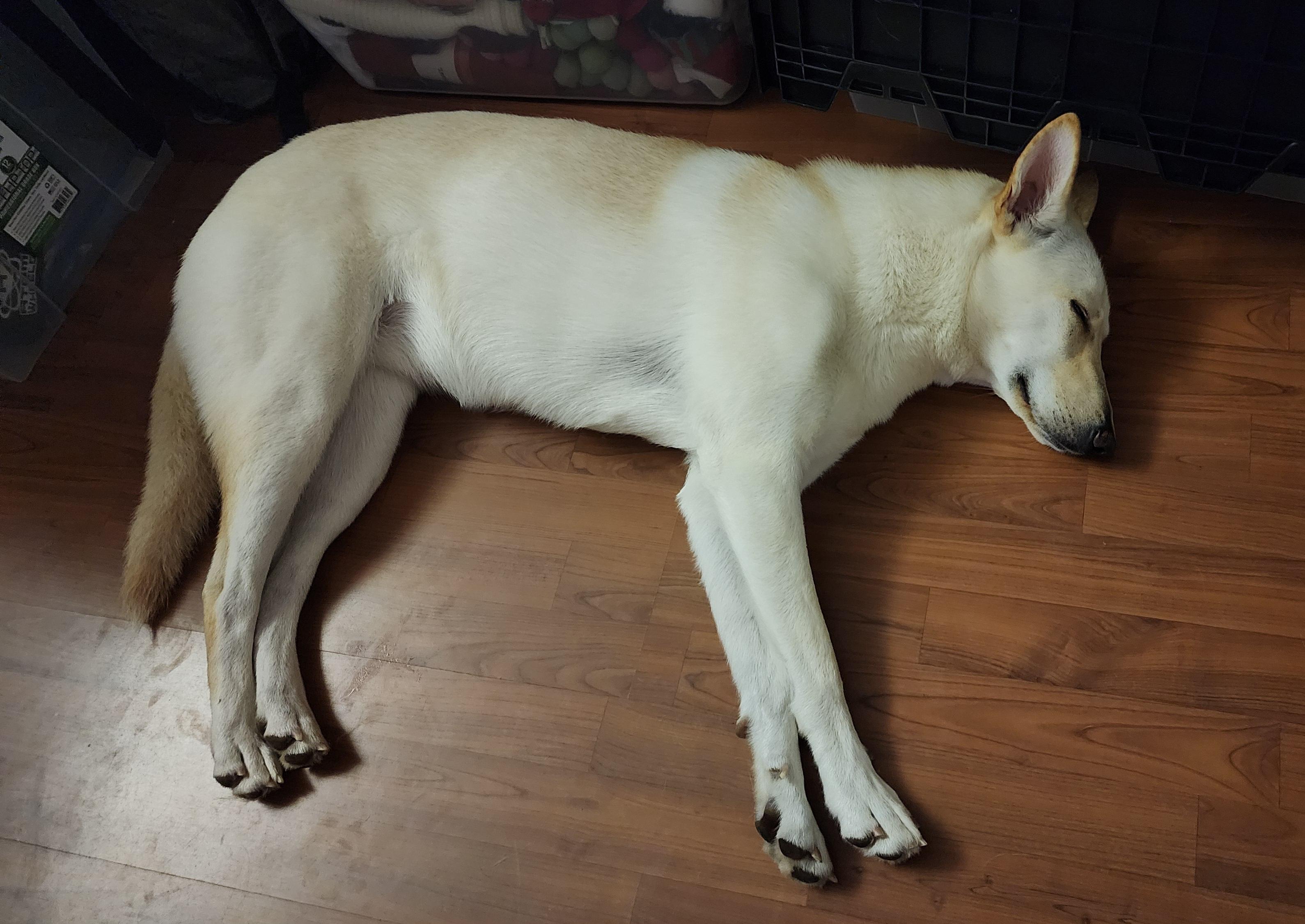 Enlarge Ivy, a Adopted mixed breed in Houston, TX image 4/5