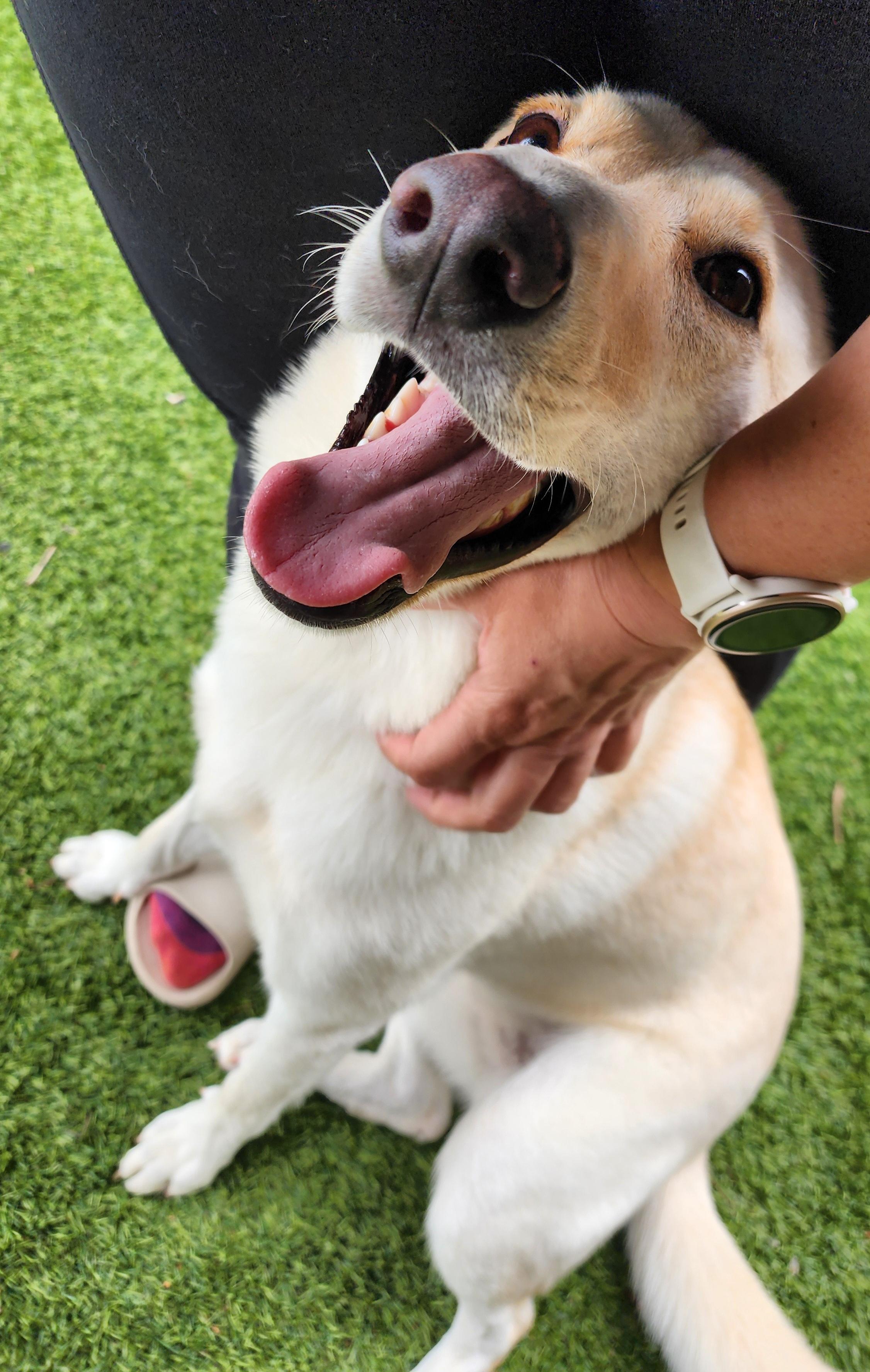 Enlarge Ivy, a Adopted mixed breed in Houston, TX image 3/5