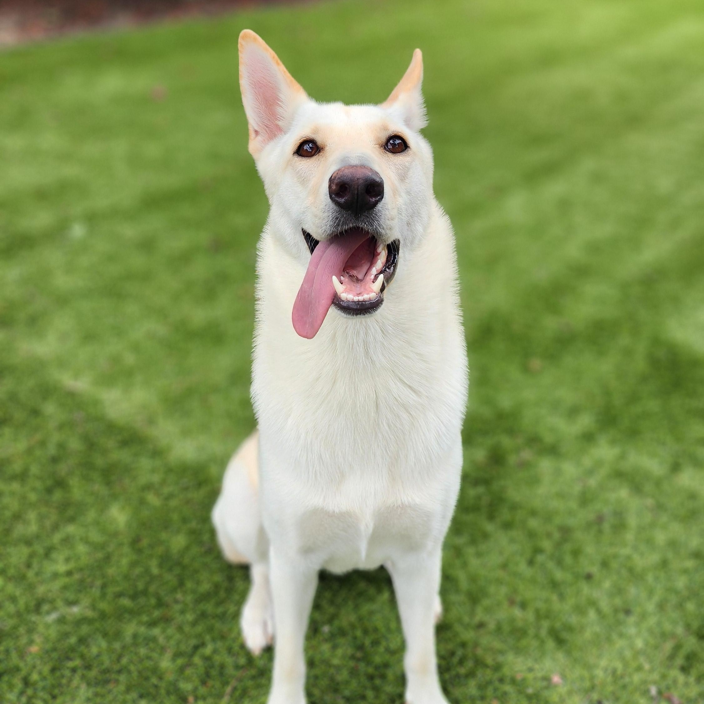 Enlarge Ivy, a Adopted mixed breed in Houston, TX image 5/5