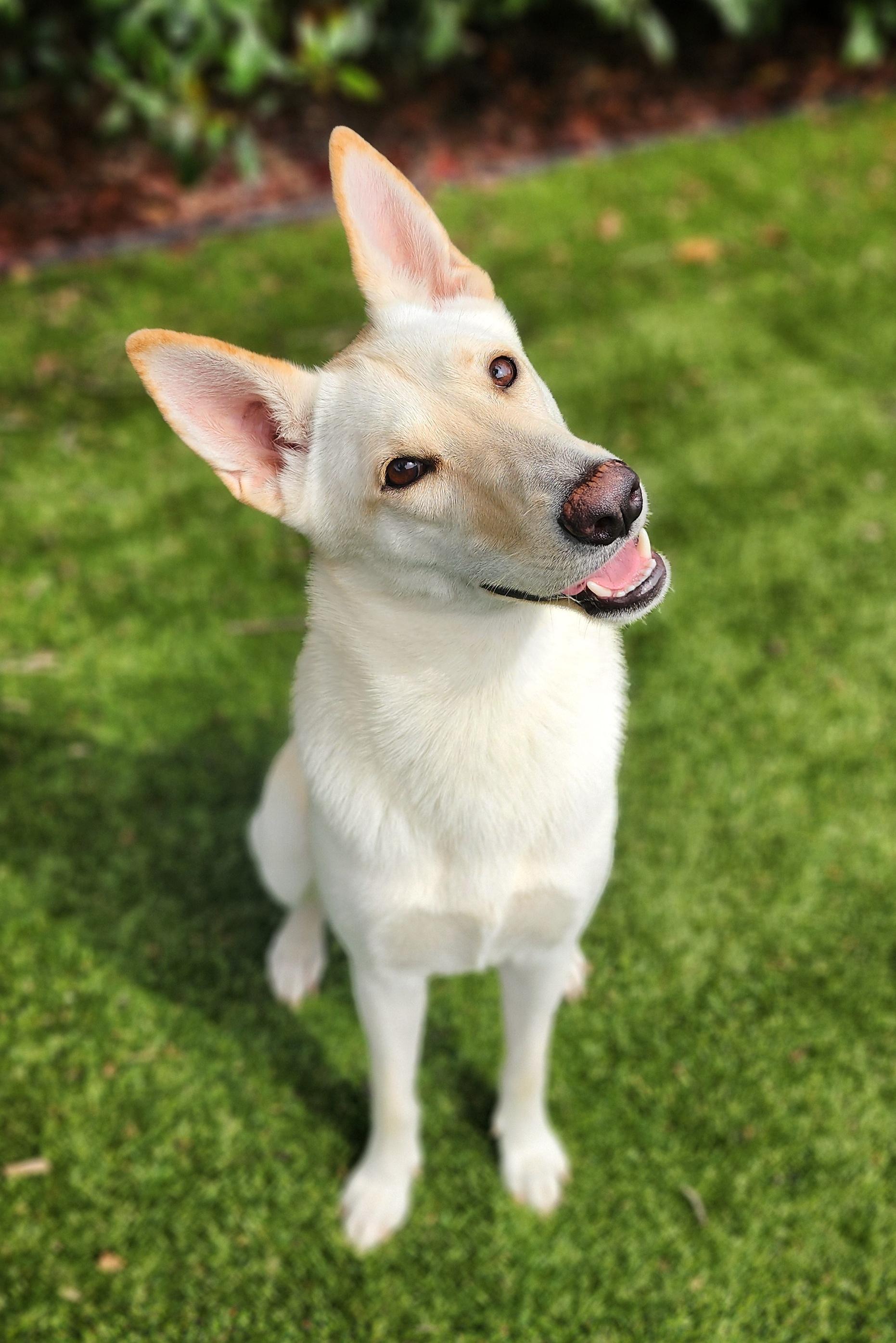 Ivy, Adopted, Adult Female German Shepherd Dog.