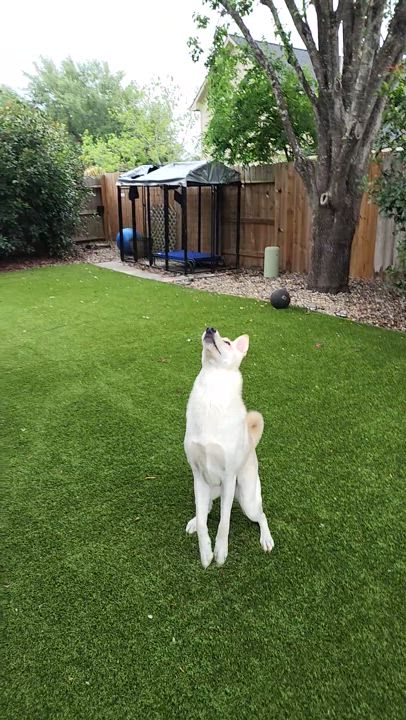 Enlarge Ivy, a Adopted mixed breed in Houston, TX video 2/5