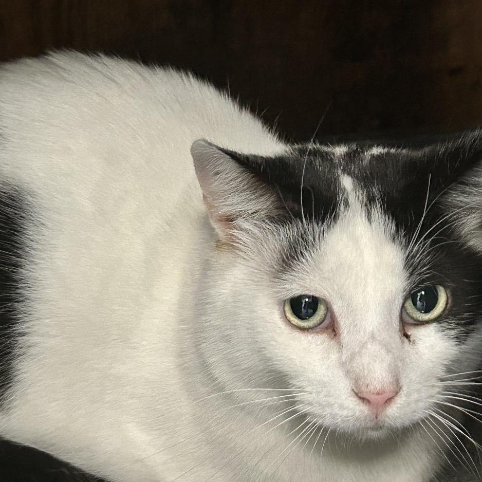 Enlarge Coco, a Adoptable Domestic Short Hair in Nashville, TN image 1/1