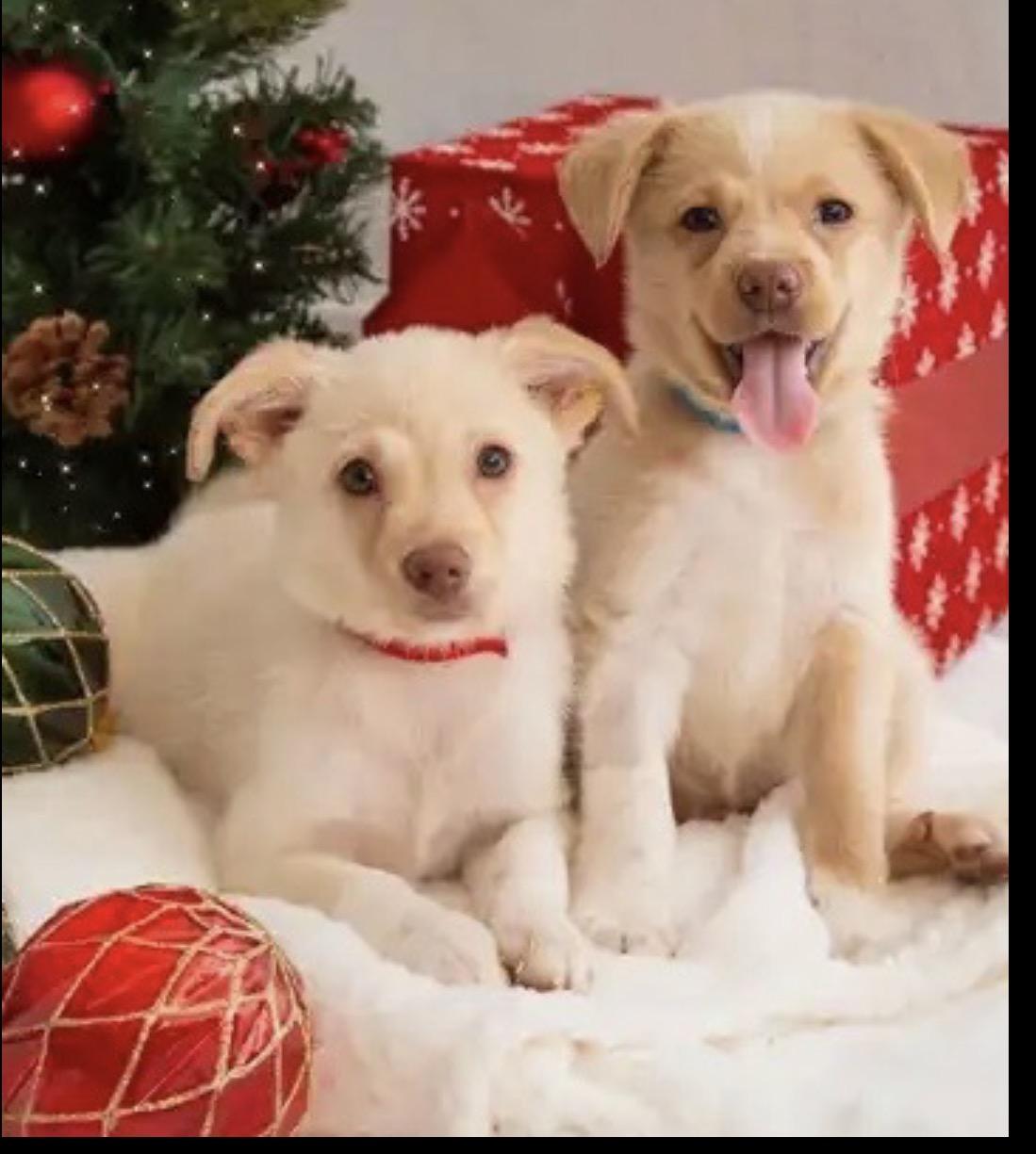 Kip & Chip, ADOPTABLE, Puppy Male Mixed Breed.