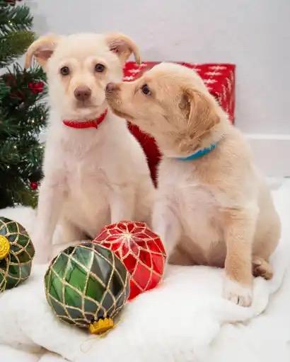 Enlarge Kip & Chip, a ADOPTABLE Mixed Breed image 2/3
