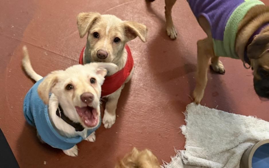 Enlarge Kip & Chip, a ADOPTABLE Mixed Breed image 3/3