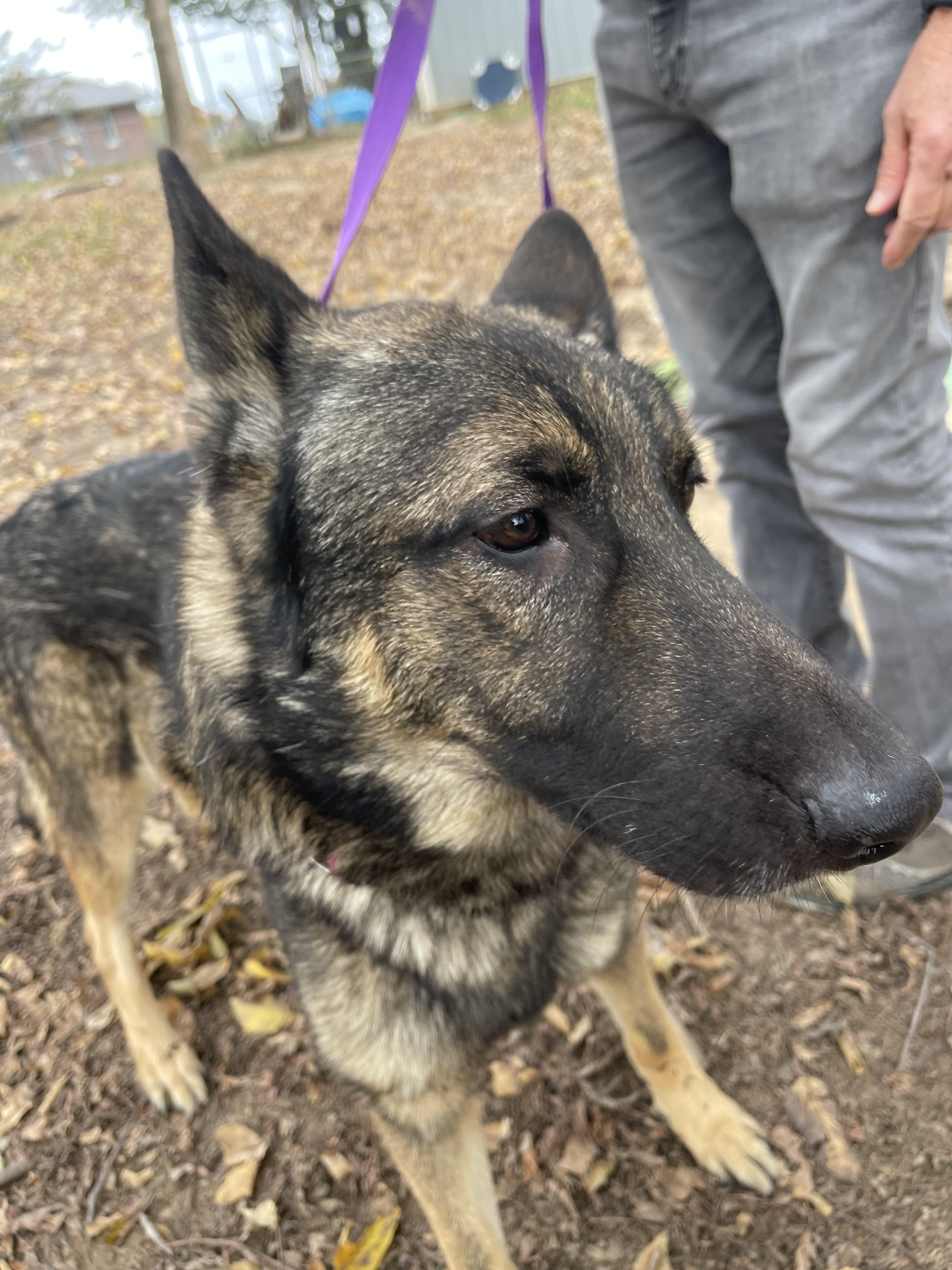 Dunkin, Adoptable, Adult Male German Shepherd Dog.