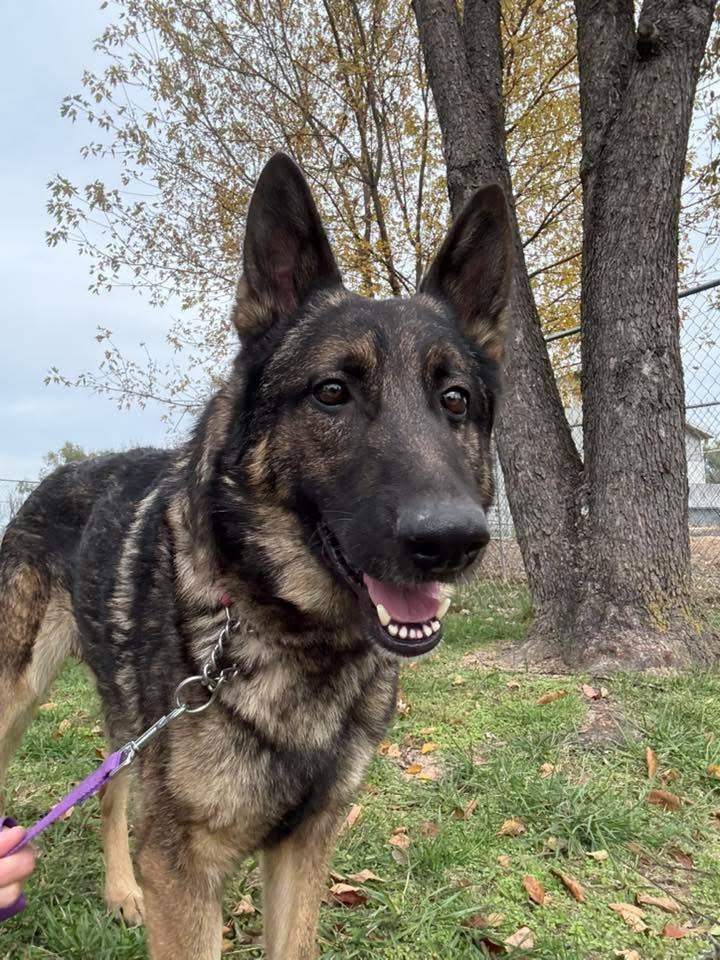 Enlarge Dunkin, a Adoptable mixed breed in Jefferson City, MO image 3/6