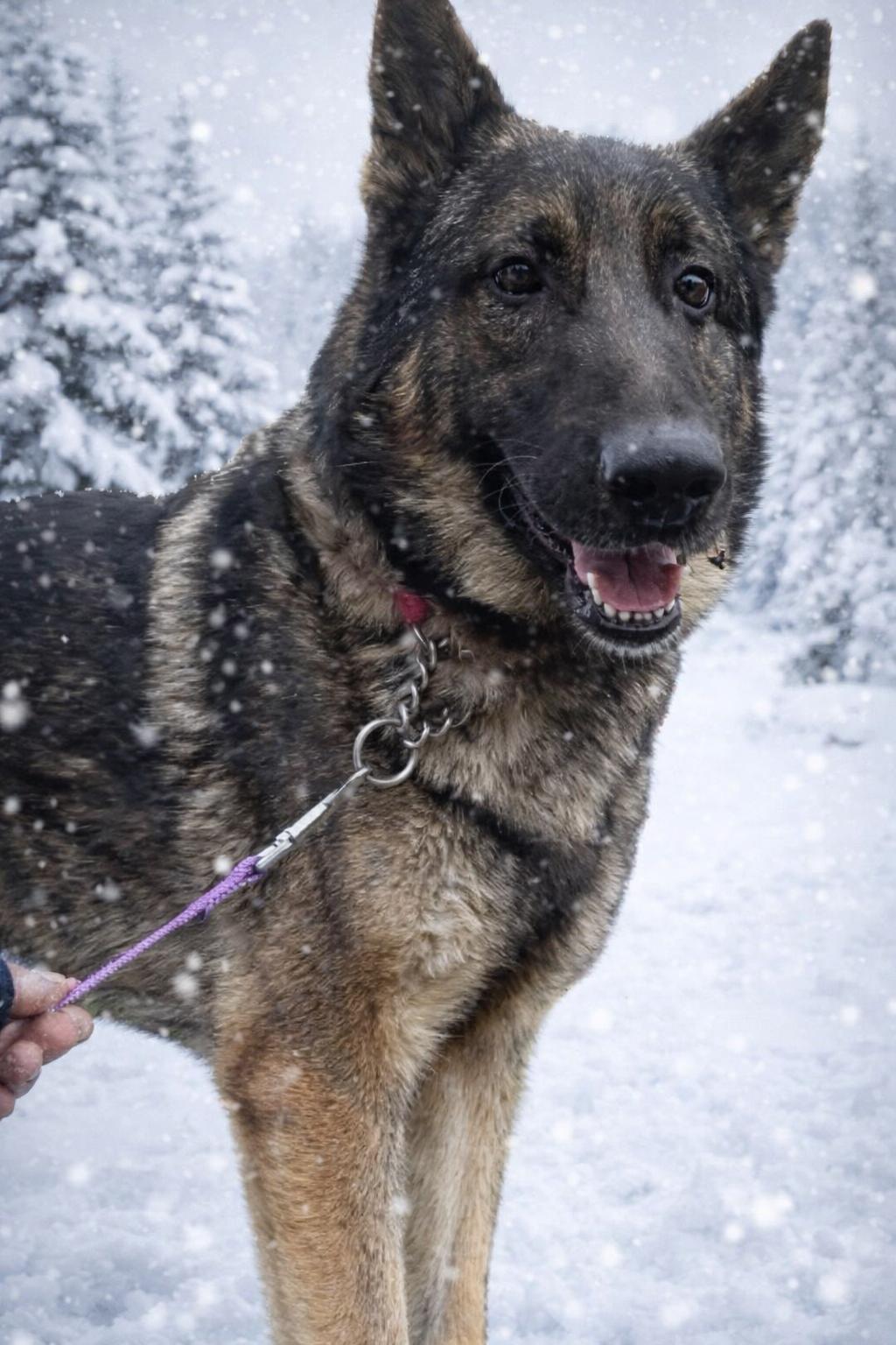 Dunkin, Adoptable, Adult Male German Shepherd Dog.