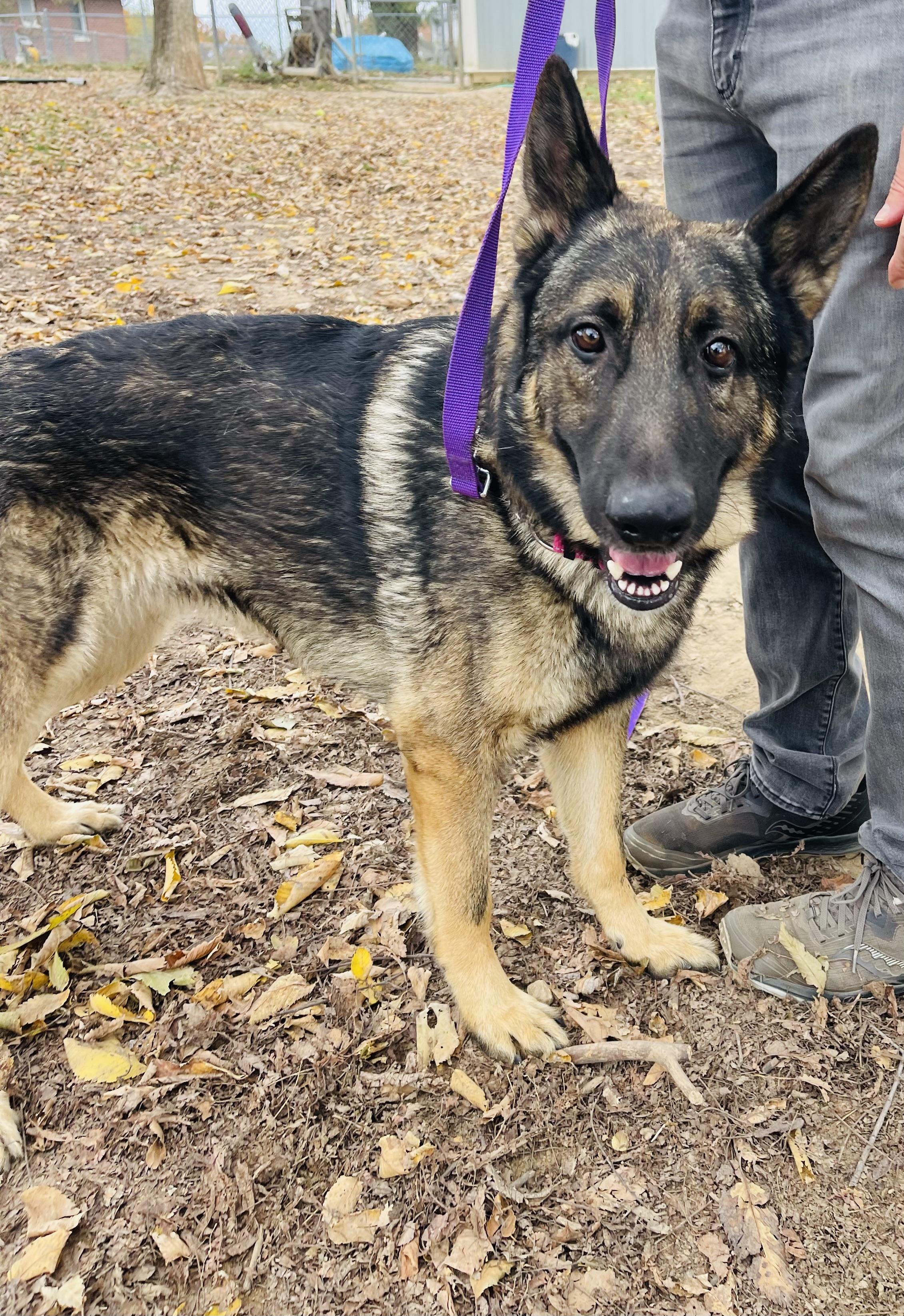 Enlarge Dunkin, a Adoptable mixed breed in Jefferson City, MO image 5/6