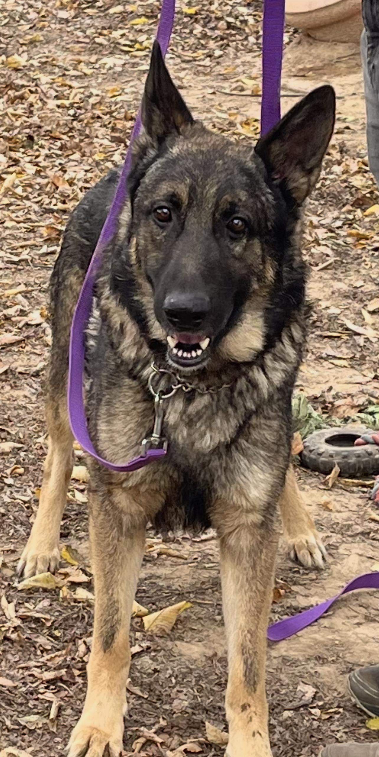 Enlarge Dunkin, a Adoptable mixed breed in Jefferson City, MO image 6/6