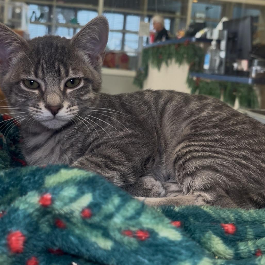 Pitsy, Adoptable, Kitten Male Domestic Short Hair.