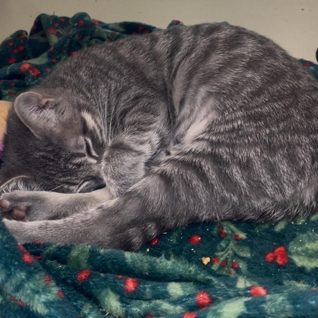 Pitsy, a Adoptable Domestic Short Hair in Galveston, TX image 3/3