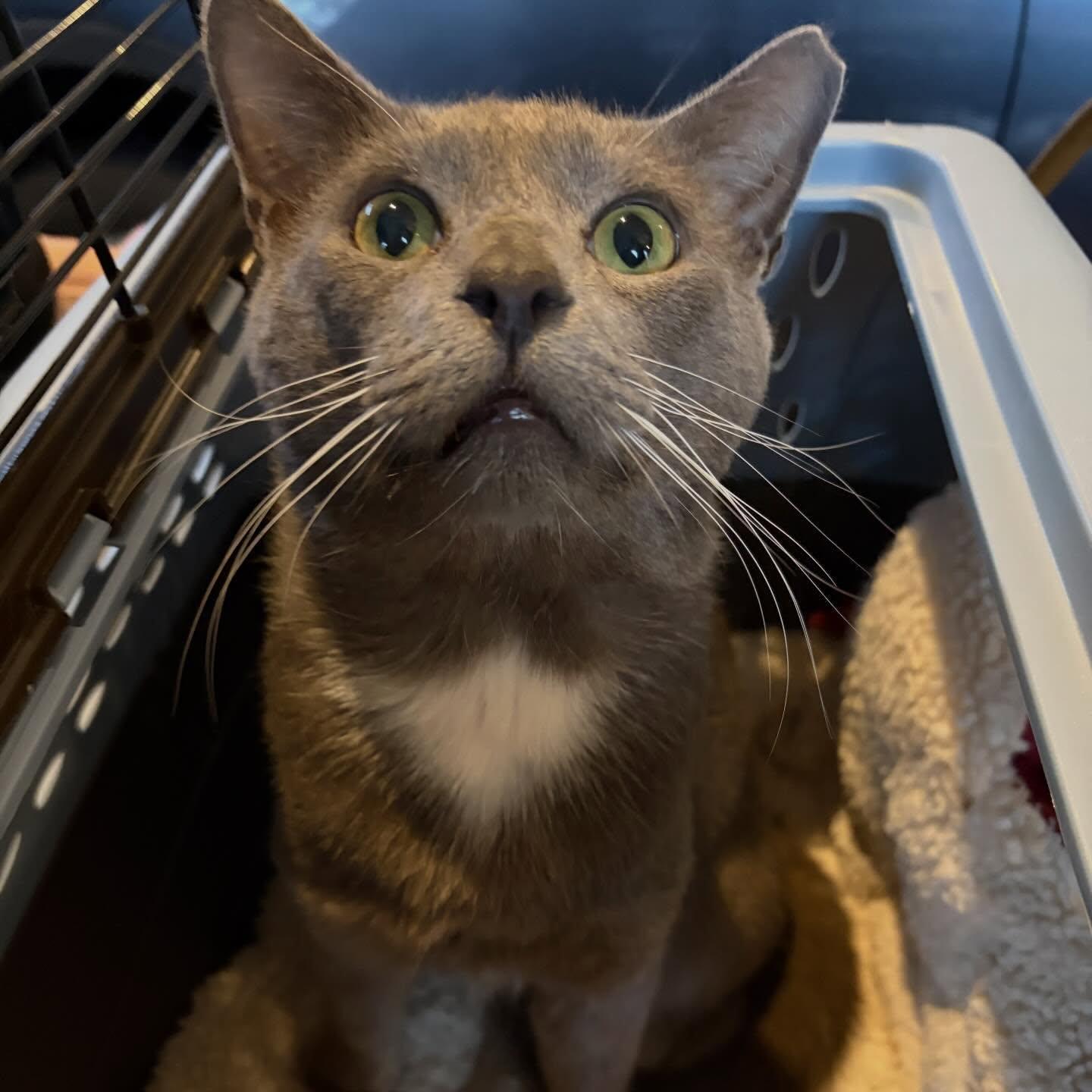 Enlarge Grigio, a Adoptable Domestic Short Hair in Hopkinton, MA image 6/6