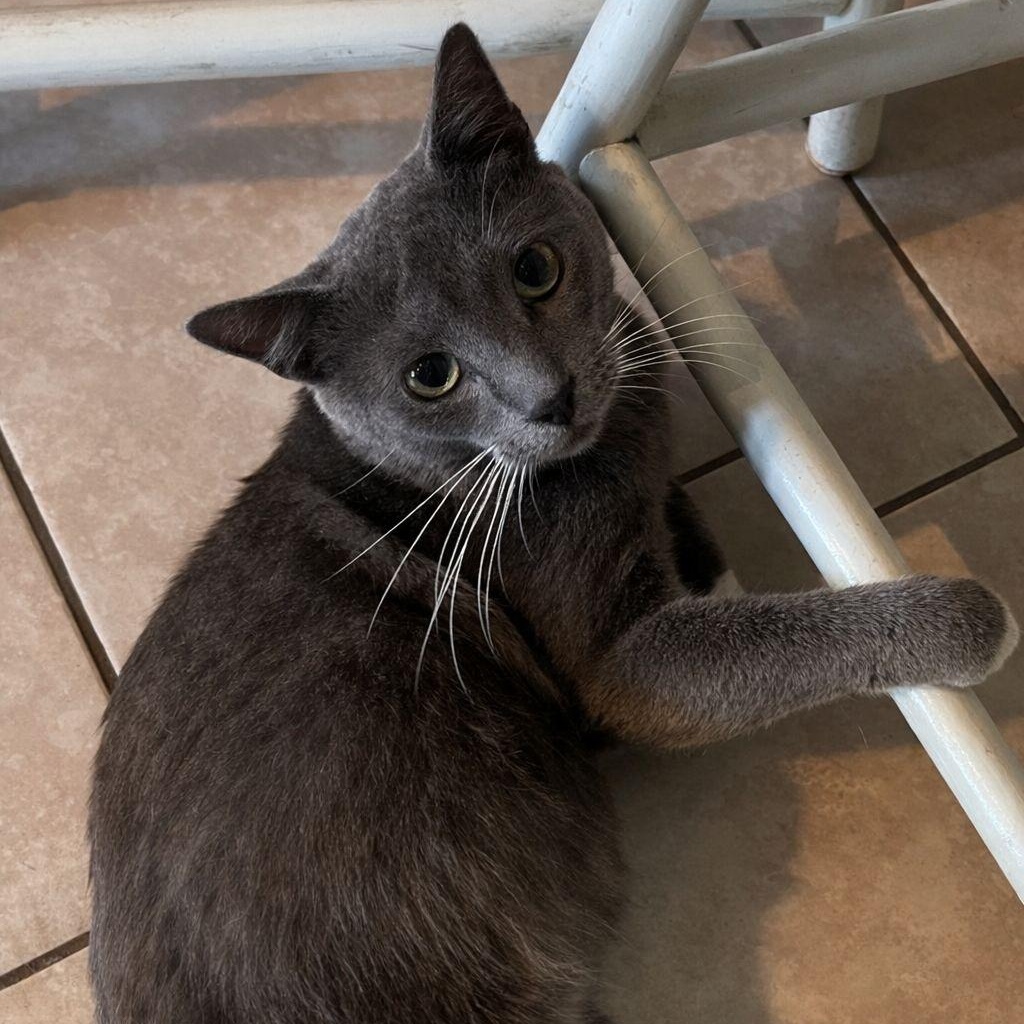 Enlarge Grigio, a Adoptable Domestic Short Hair in Hopkinton, MA image 4/6