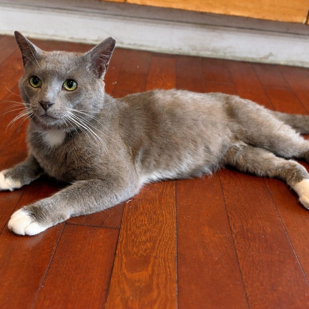Grigio, Adoptable, Young Male Domestic Short Hair.