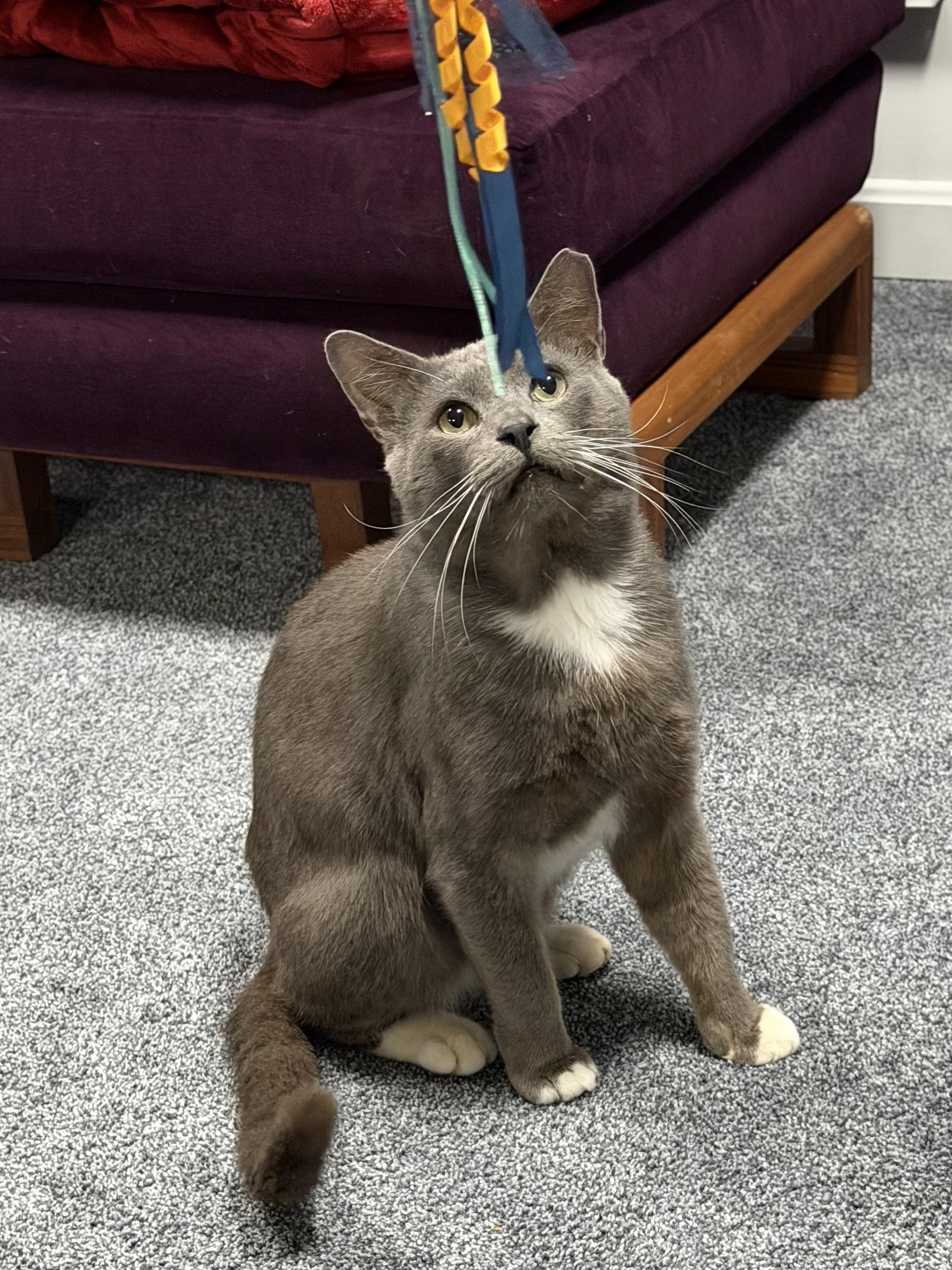 Enlarge Grigio, a Adoptable Domestic Short Hair in Hopkinton, MA image 3/6
