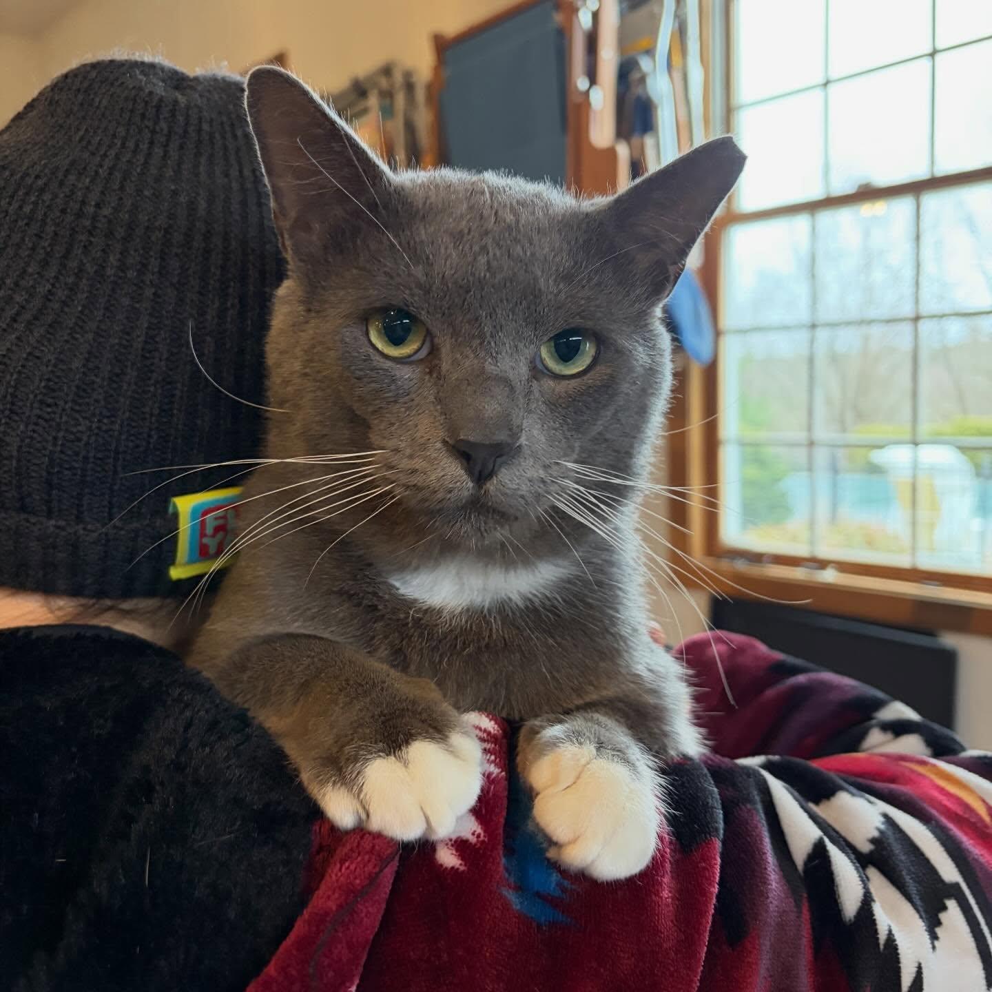 Enlarge Grigio, a Adoptable Domestic Short Hair in Hopkinton, MA image 2/6