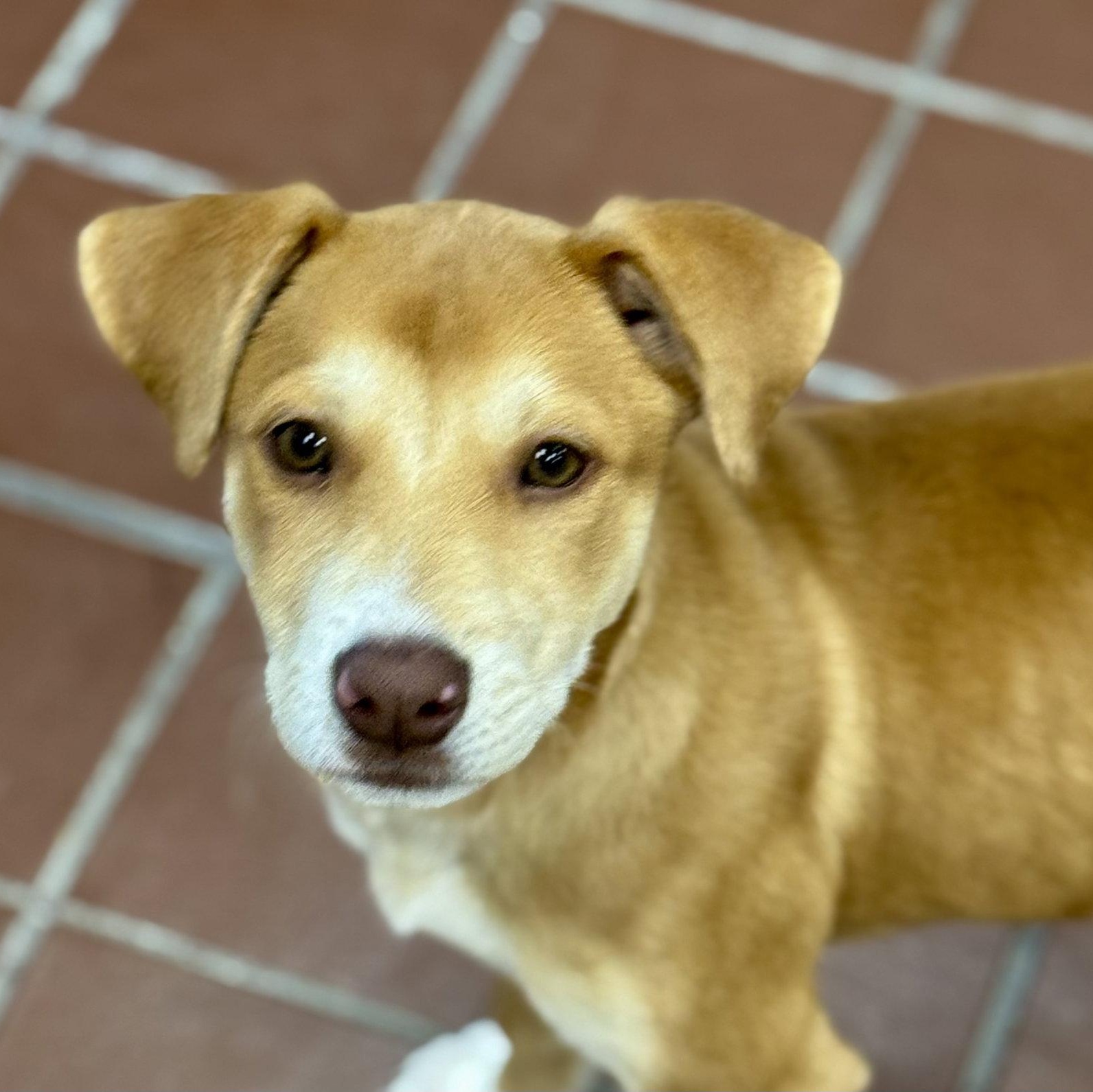 Zoe, Adoptable, Puppy Female Labrador Retriever.