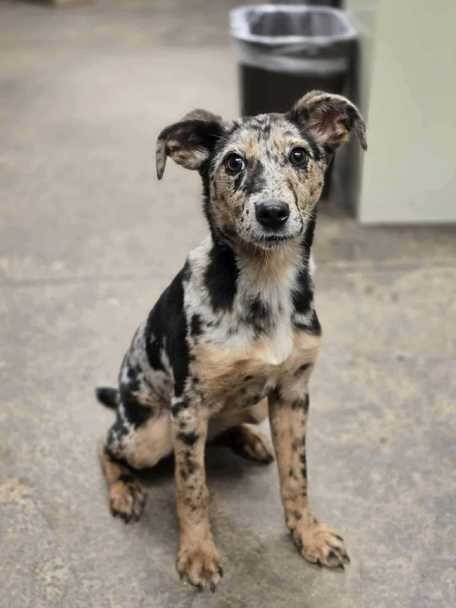 Enlarge TIKA   $425, a ADOPTABLE mixed breed in Milwaukee, WI image 1/3