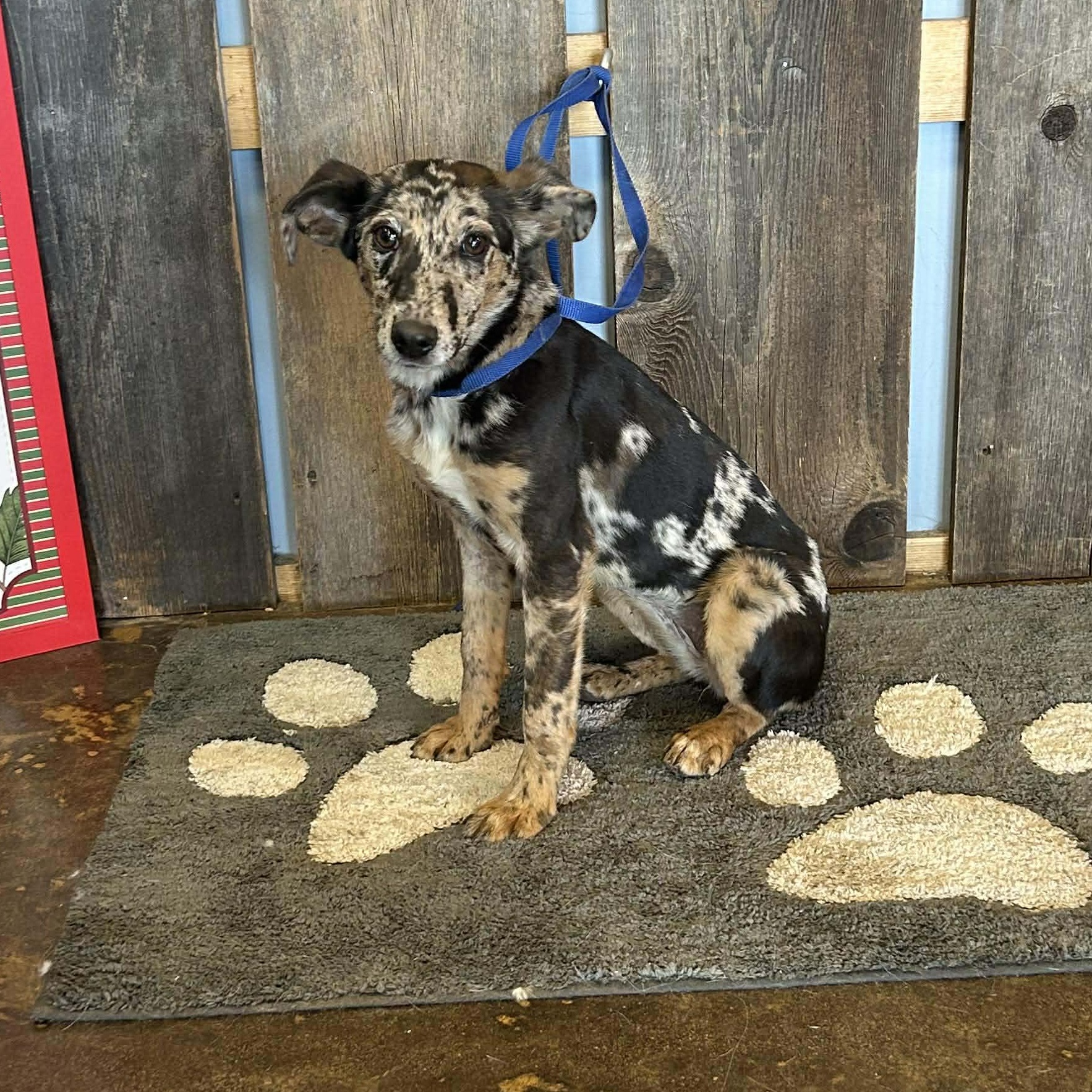 Enlarge TIKA   $425, a ADOPTABLE mixed breed in Milwaukee, WI image 3/3