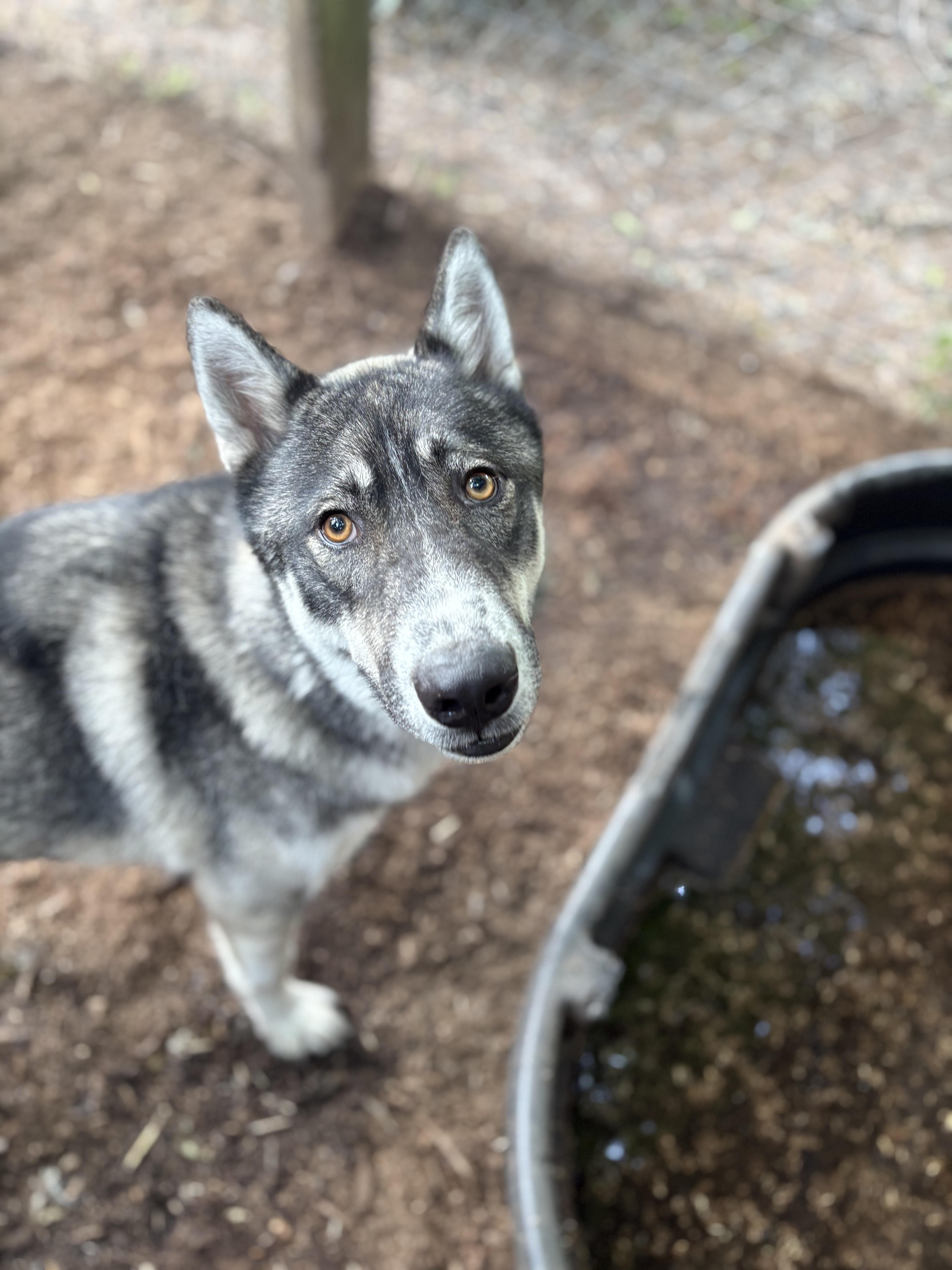 Enlarge Nakoa, a Adoptable mixed breed in Jackson, NJ image 2/3