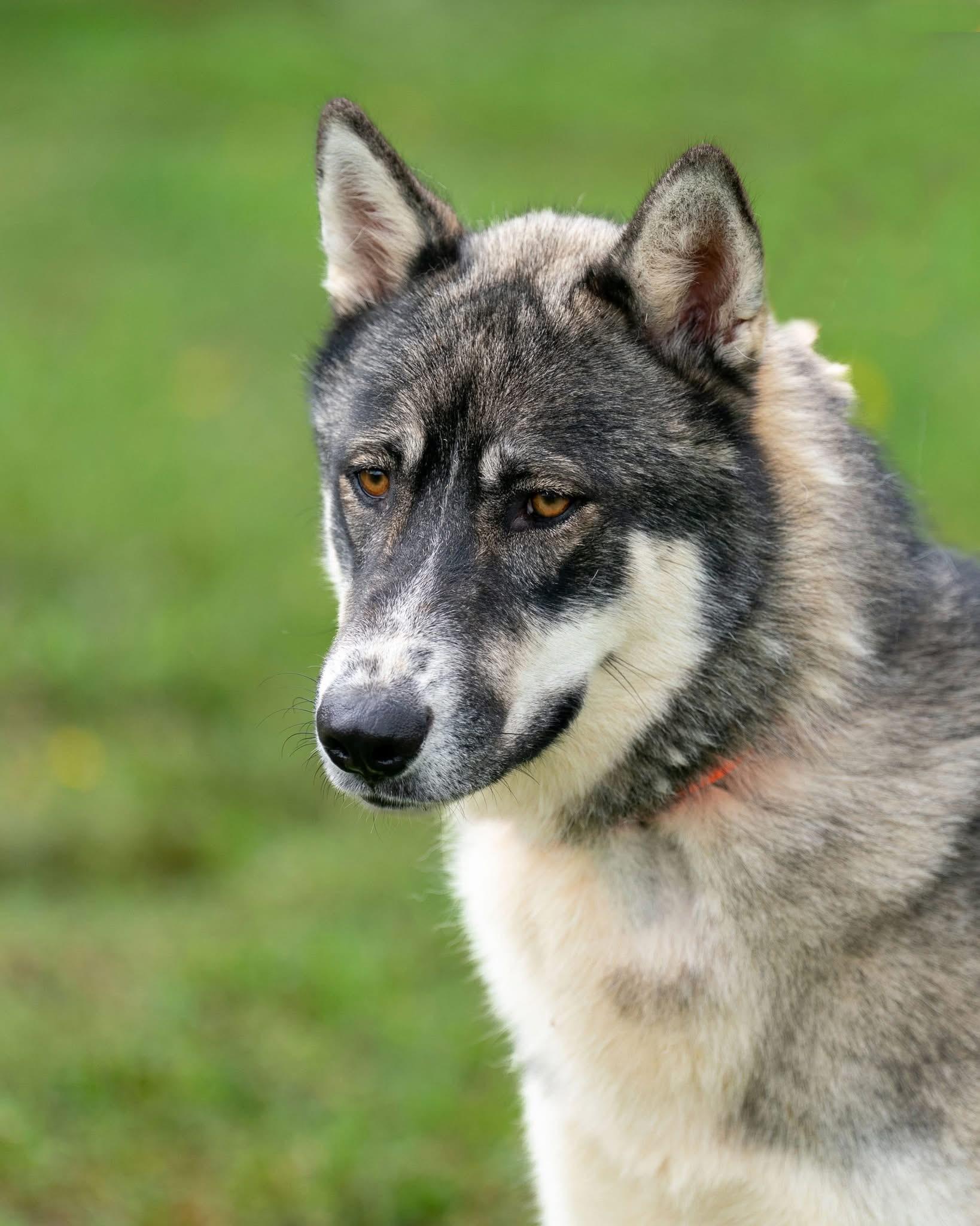 Nakoa, Adoptable, Young Male Akita & Husky.