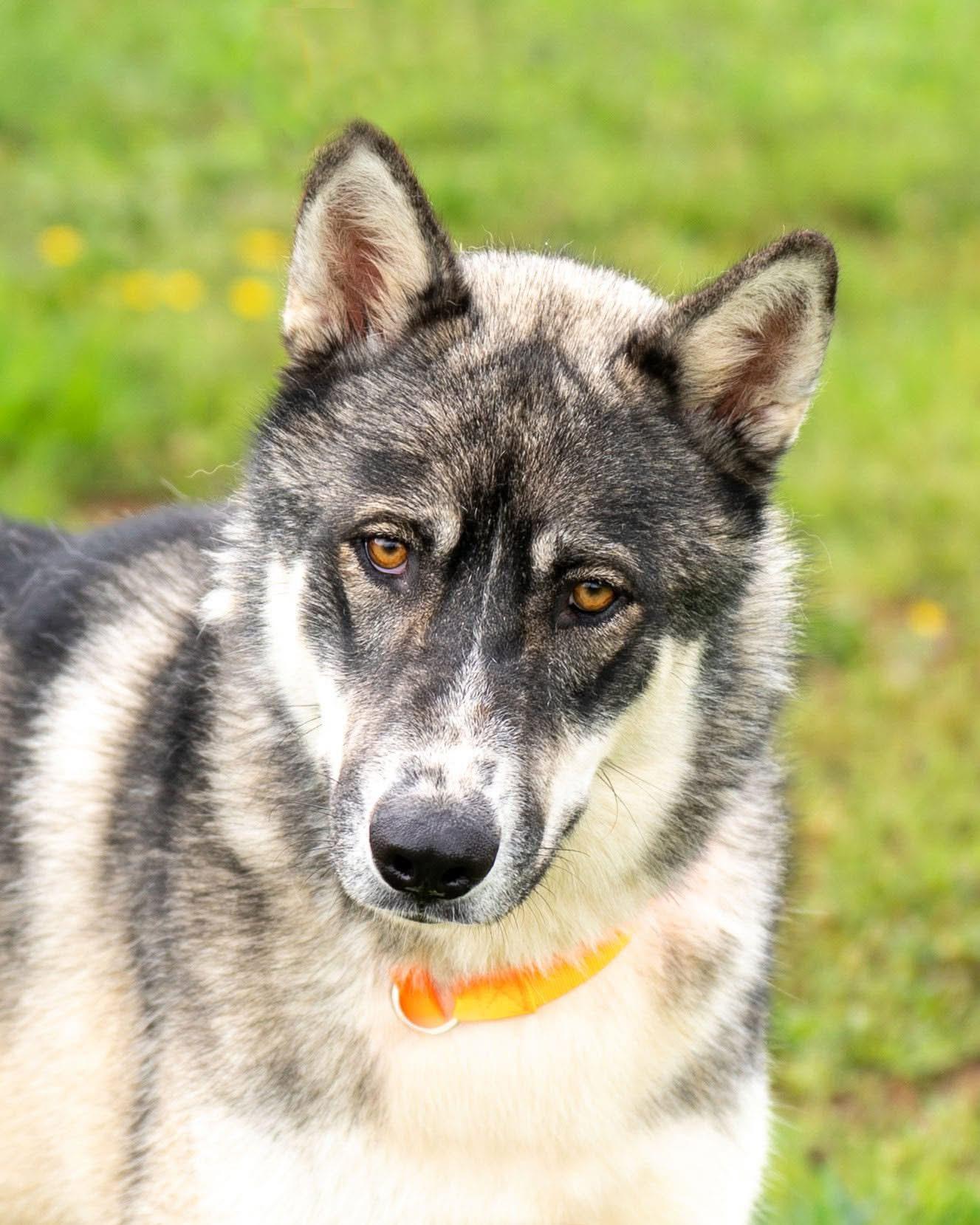 Enlarge Nakoa, a Adoptable mixed breed in Jackson, NJ image 3/3