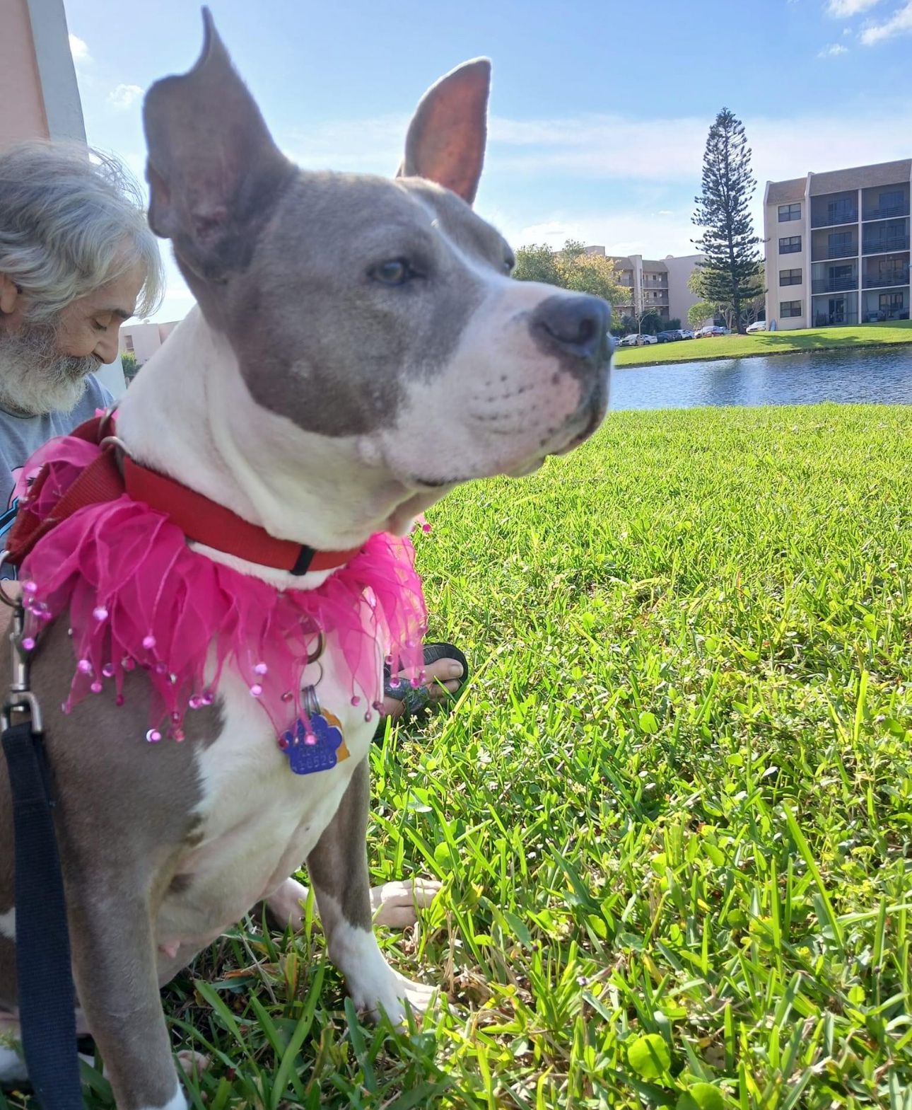 Faith, a Adoptable mixed breed in Lauderhill, FL image 1/2
