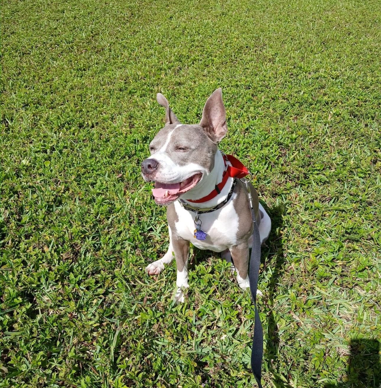 Faith, a Adoptable mixed breed in Lauderhill, FL image 2/2