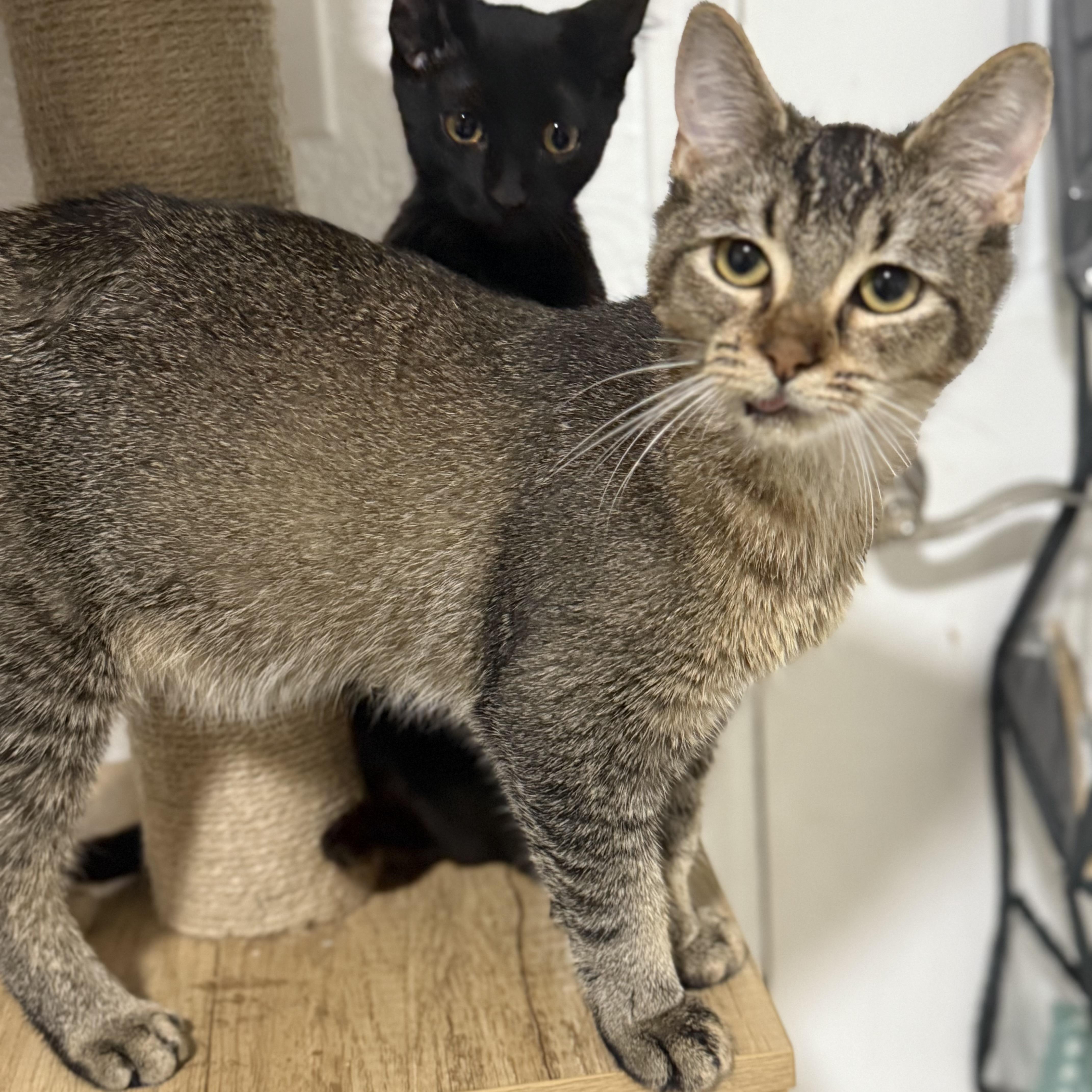 Stallone (SWEETEST EVER) — thumbnail 6