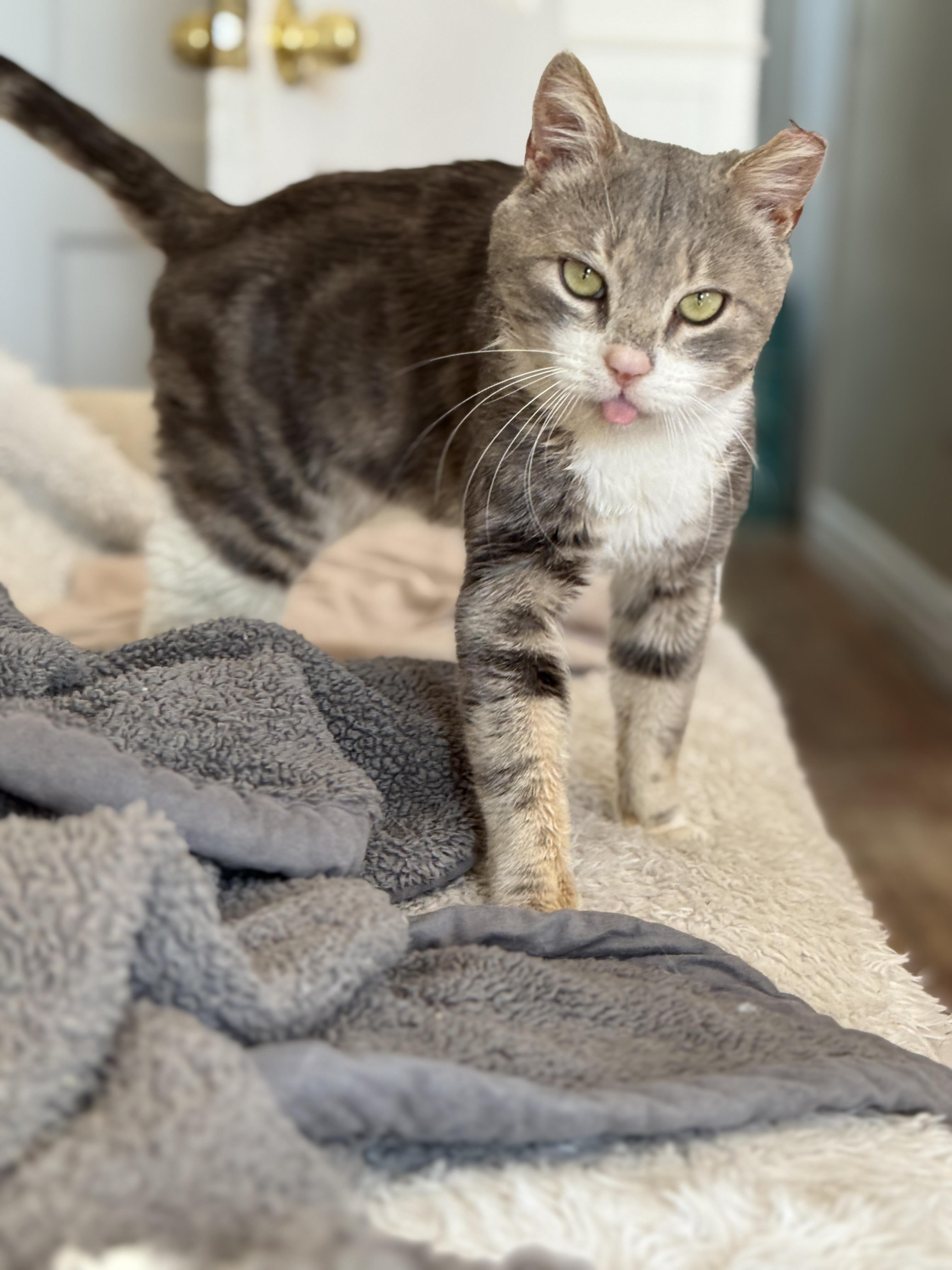 Mochi, Adopted, Adult Male Domestic Short Hair.