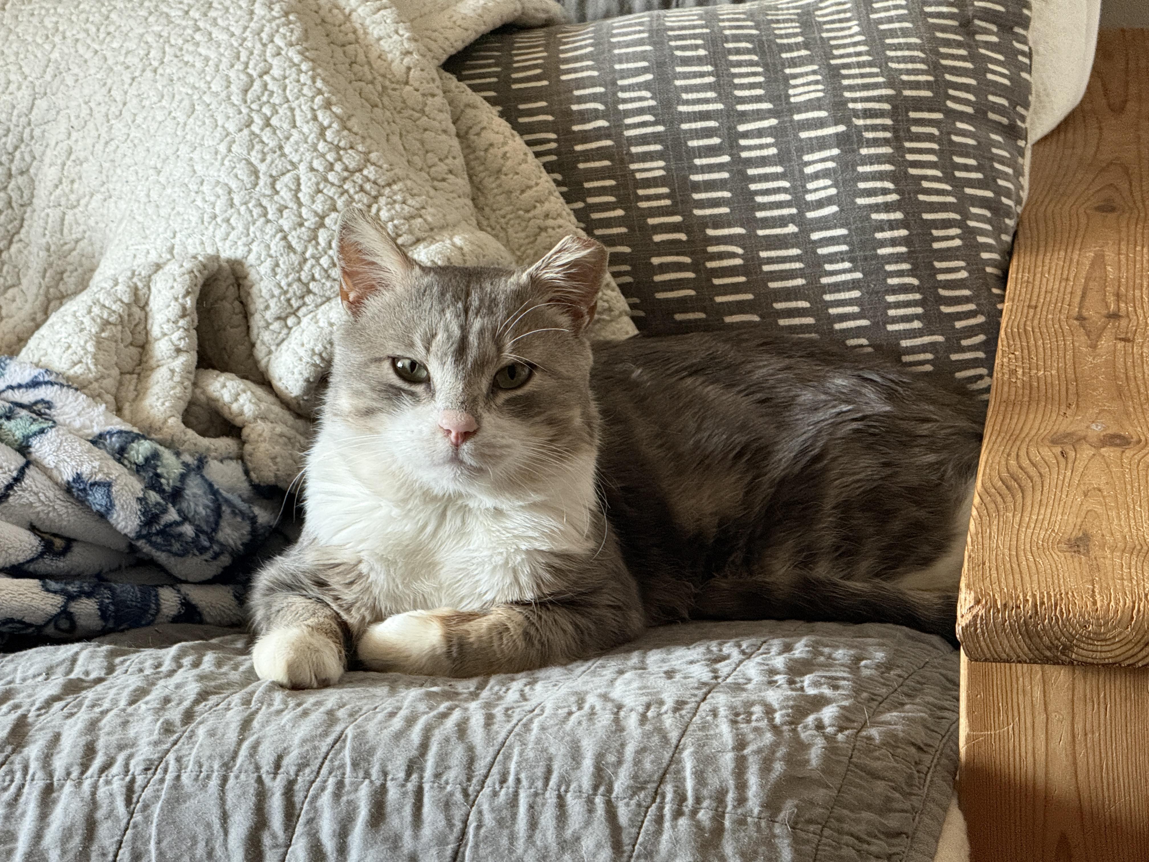 Mochi, a Adopted Domestic Short Hair in Philadelphia, PA image 3/6