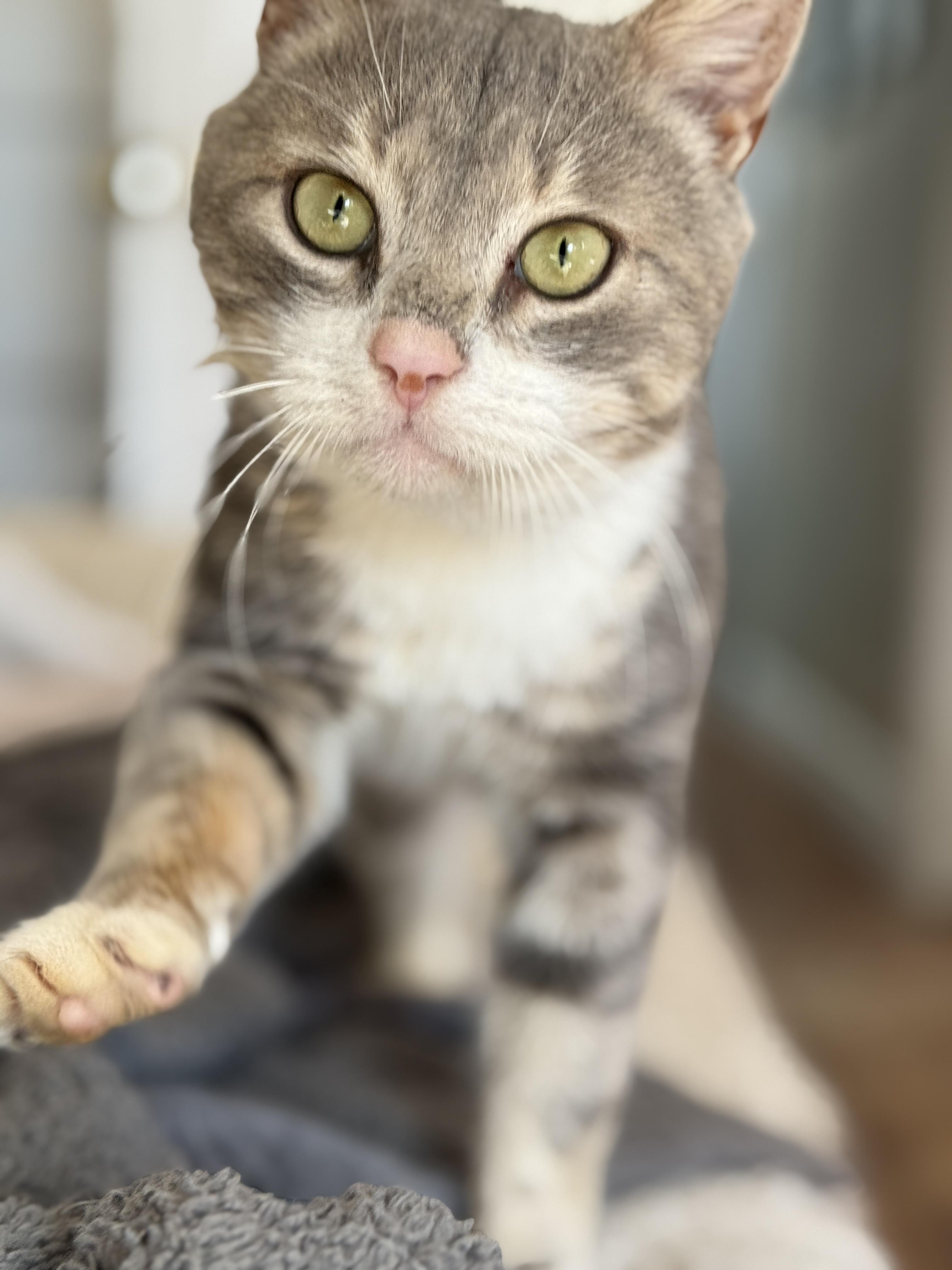 Mochi, a Adopted Domestic Short Hair in Philadelphia, PA image 4/6