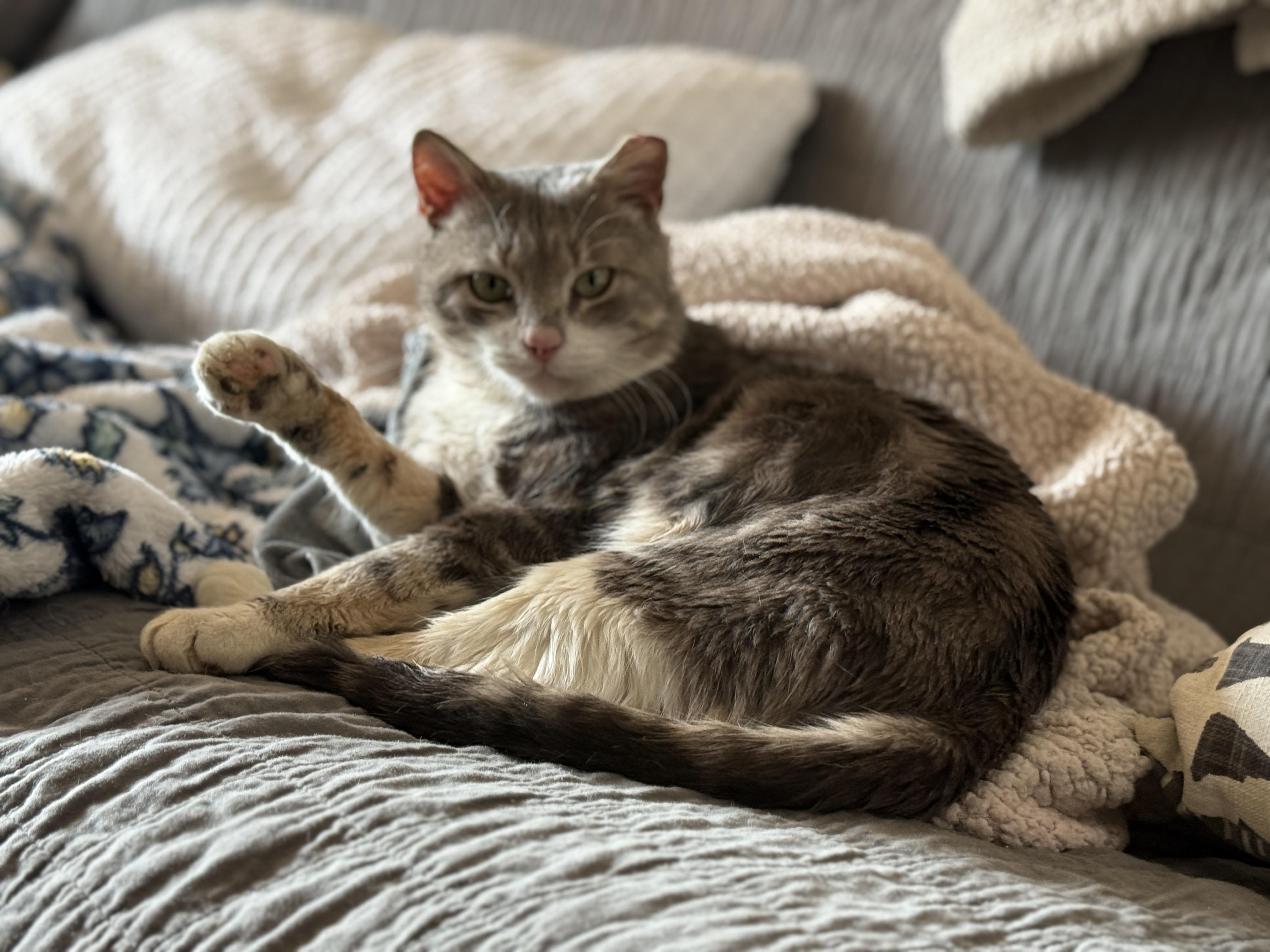 Mochi, a Adopted Domestic Short Hair in Philadelphia, PA image 5/6