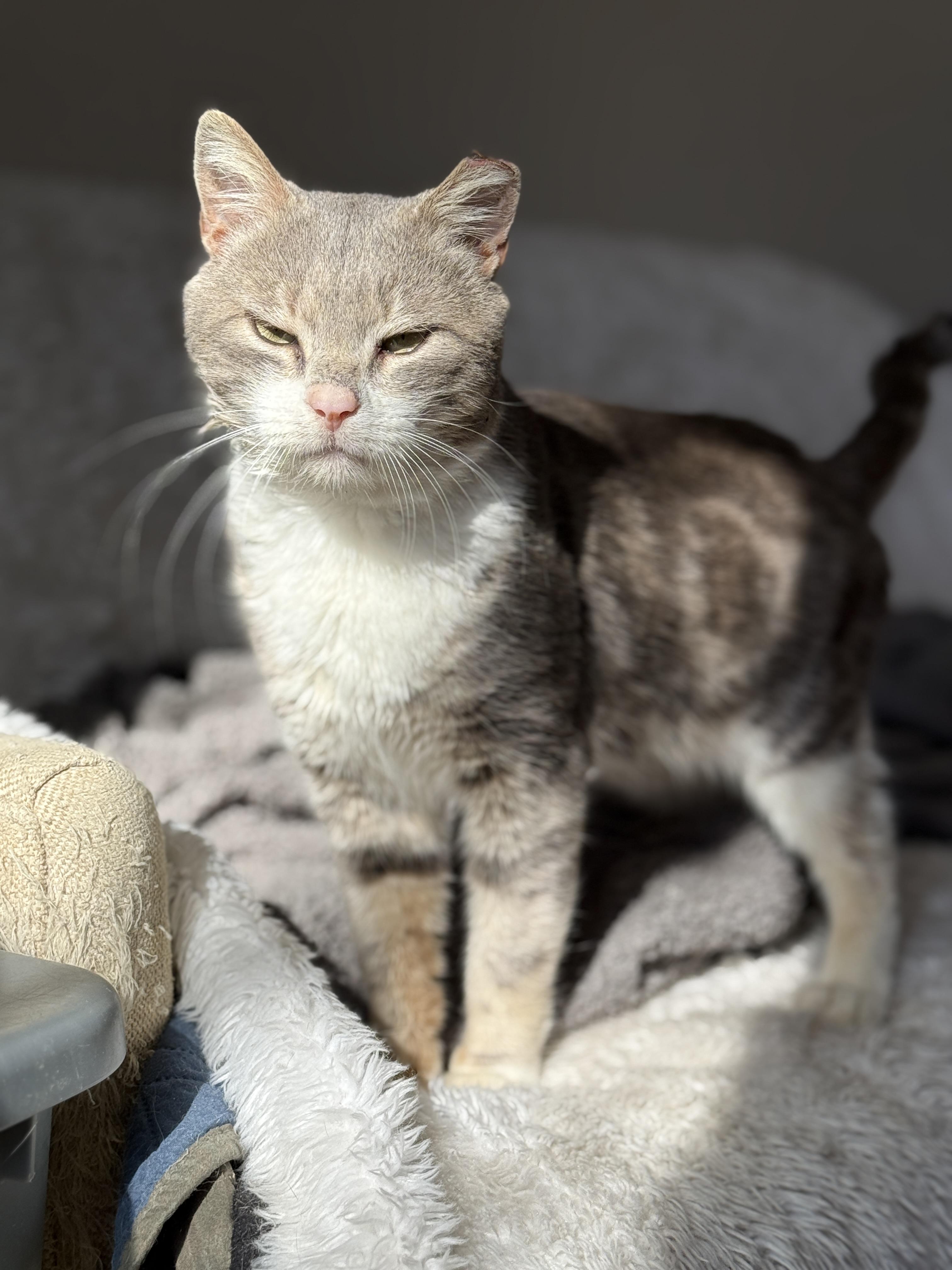 Mochi, a Adopted Domestic Short Hair in Philadelphia, PA image 6/6