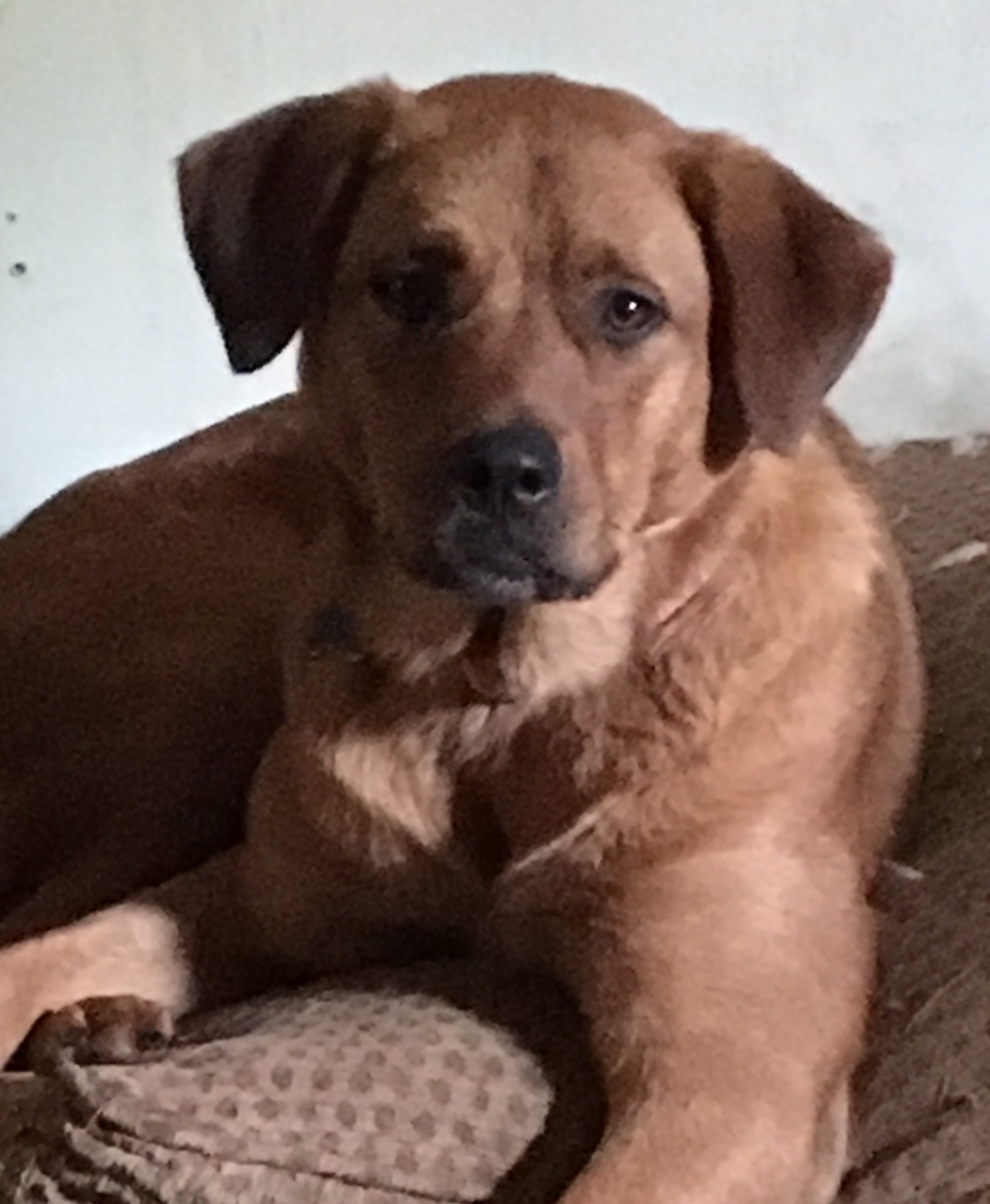 Lulu