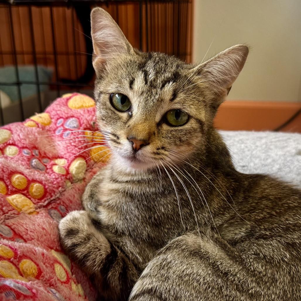 Enlarge Fluffernutter, a Adoptable Domestic Short Hair in Decatur, GA image 1/5