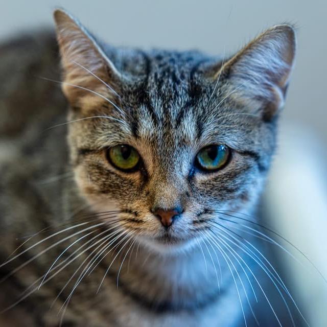 Enlarge Fluffernutter, a Adoptable Domestic Short Hair in Decatur, GA image 2/5