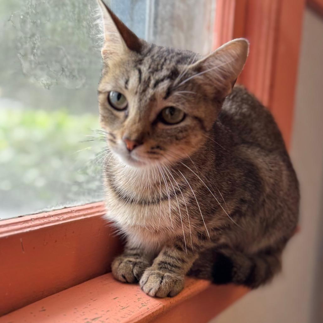 Enlarge Fluffernutter, a Adoptable Domestic Short Hair in Decatur, GA image 3/5