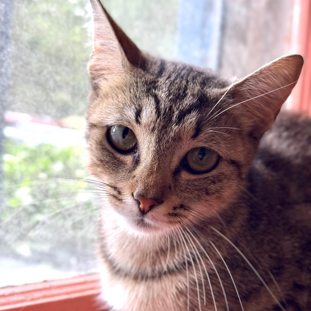 Enlarge Fluffernutter, a Adoptable Domestic Short Hair in Decatur, GA image 4/5