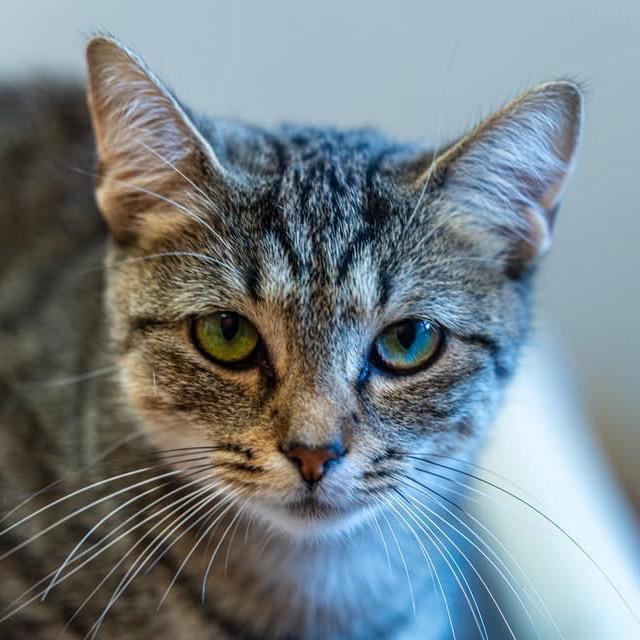 Enlarge Fluffernutter, a Adoptable Domestic Short Hair in Decatur, GA image 5/5