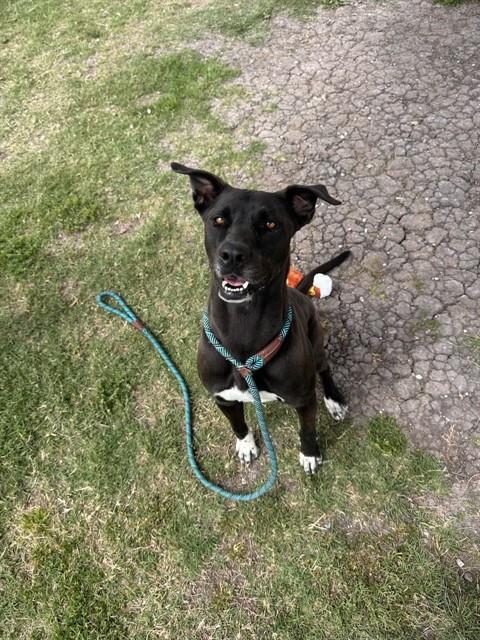 Enlarge KIKO, a Adoptable mixed breed in Corpus Christi, TX image 1/1