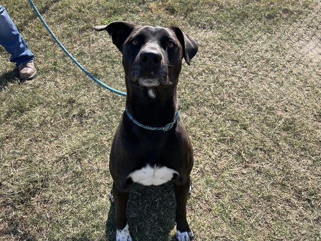 KIKO, Adoptable, Young Male Pit Bull Terrier & Mixed Breed.
