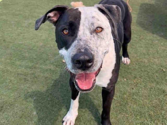 JUNO, Adoptable, Young Male Pit Bull Terrier & Mixed Breed.