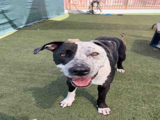 JUNO, Adoptable, Young Male Pit Bull Terrier & Mixed Breed.