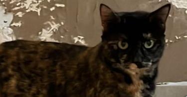 Leia, Adoptable, Adult Female Domestic Short Hair.