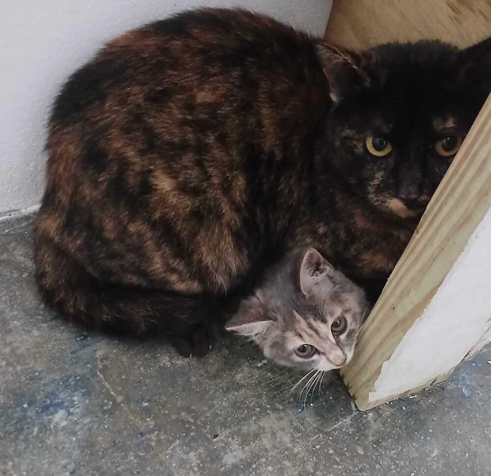 Enlarge Leia, a Adoptable Domestic Short Hair in Naranjito, PR image 1/2