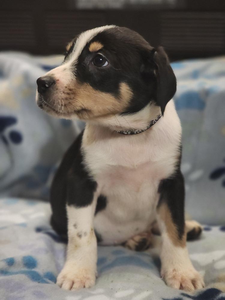 Venom, Adoptable, Puppy Male Rat Terrier & Australian Shepherd.