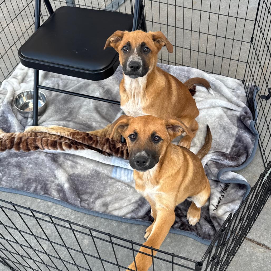 Enlarge Lincoln, a Adoptable mixed breed in Amarillo, TX image 1/6